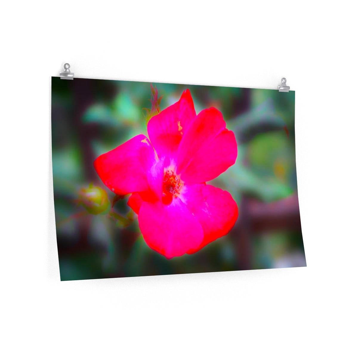 comolaflor Premium Matte horizontal posters