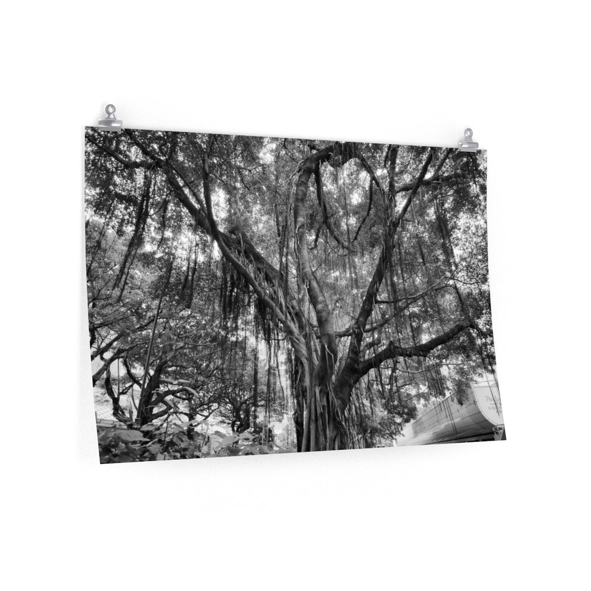 Banyan Premium Matte poster