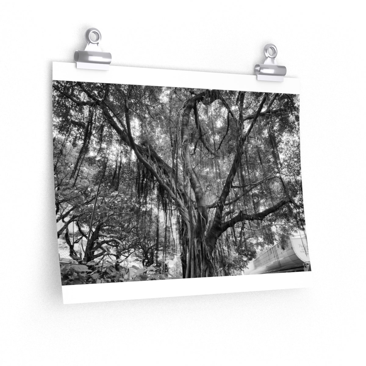 Banyan Premium Matte poster
